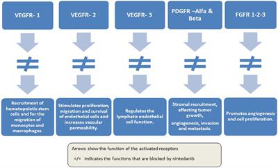 Second-Line Treatment of Non-Small Cell Lung Cancer: Clinical, Pathological, and Molecular Aspects of Nintedanib